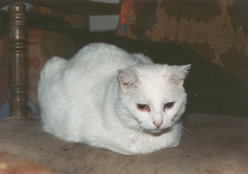 photo of Snowy
