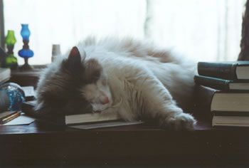 photo of Viva on desk