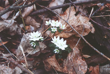 photo of wood anemones