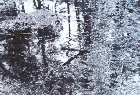 first photo of Sock's Frog Pond