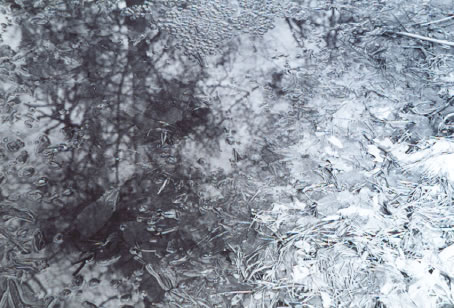 photo 3 of Sock's Frog Pond