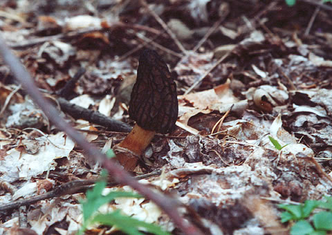 large photo of morel