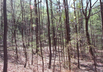 photo of hollow