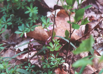 photo of flower