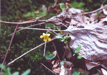 photo of flower